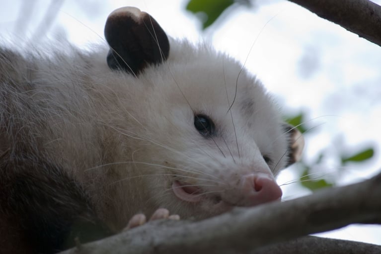 How to Enhance Your Local SEO for Google ‘Possum’ Real Estate