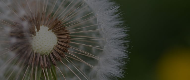 Is SEO Dying?